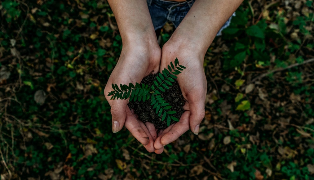 Hands place small plant outside.