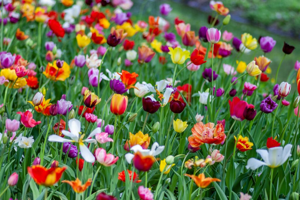 Spring Inviations Spring Forecast 2026: Key Announcements - Williamson & Croft